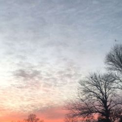 Low angle view of bare trees against sky