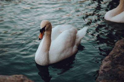 Swan swimming in lake