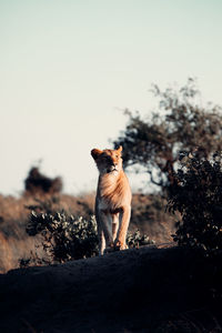 View of a dog on the ground