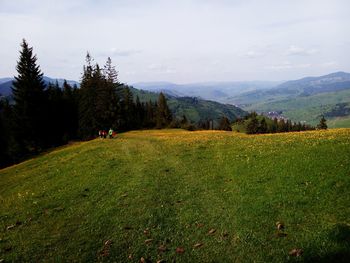 Scenic view of grassy field against sky