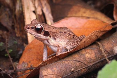 Close-up of a frog