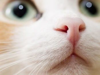 Cat nose. cute domestic cat