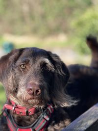 Close-up of dog