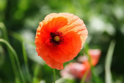 Close-up of orange poppy