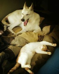 Dog sleeping on bed