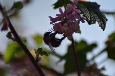 Close-up of pink flowering plant