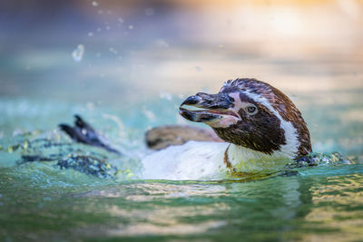 View of turtle swimming in sea