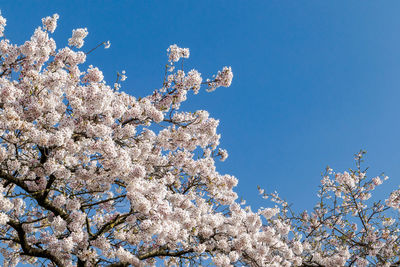 Low angle view of cherry blossom against clear blue sky