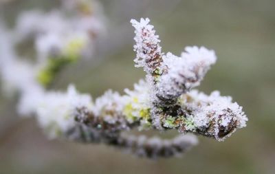 Close-up of frozen flowers on tree