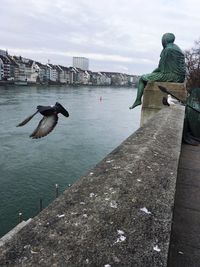 Bird flying over sea in city