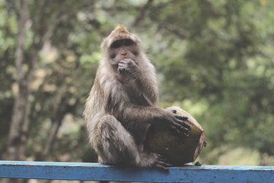 Monkey sitting on wall against trees