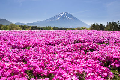 Pink flowering plants on land against sky