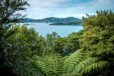 Scenic view of lake by trees against sky