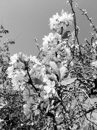 Low angle view of flowers on tree