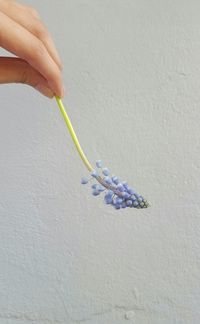 Cropped hand holding purple flower against white wall