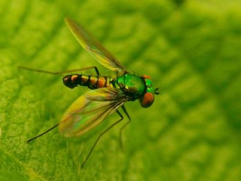 Close-up of insect on leaf