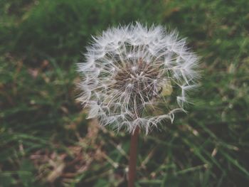 Close-up of dandelion flower