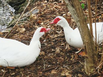 High angle view of ducks in park