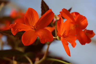 Close-up of orange flowering plant