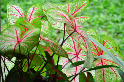 Close-up of plant leaves