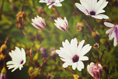 Close-up of white flowers blooming outdoors