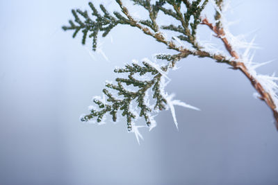 Close-up of tree branch during winter