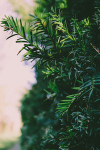 Close-up of pine tree