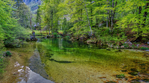 Scenic view of lake in forest during autumn