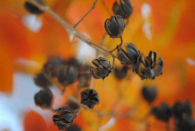 Close-up of bee on orange