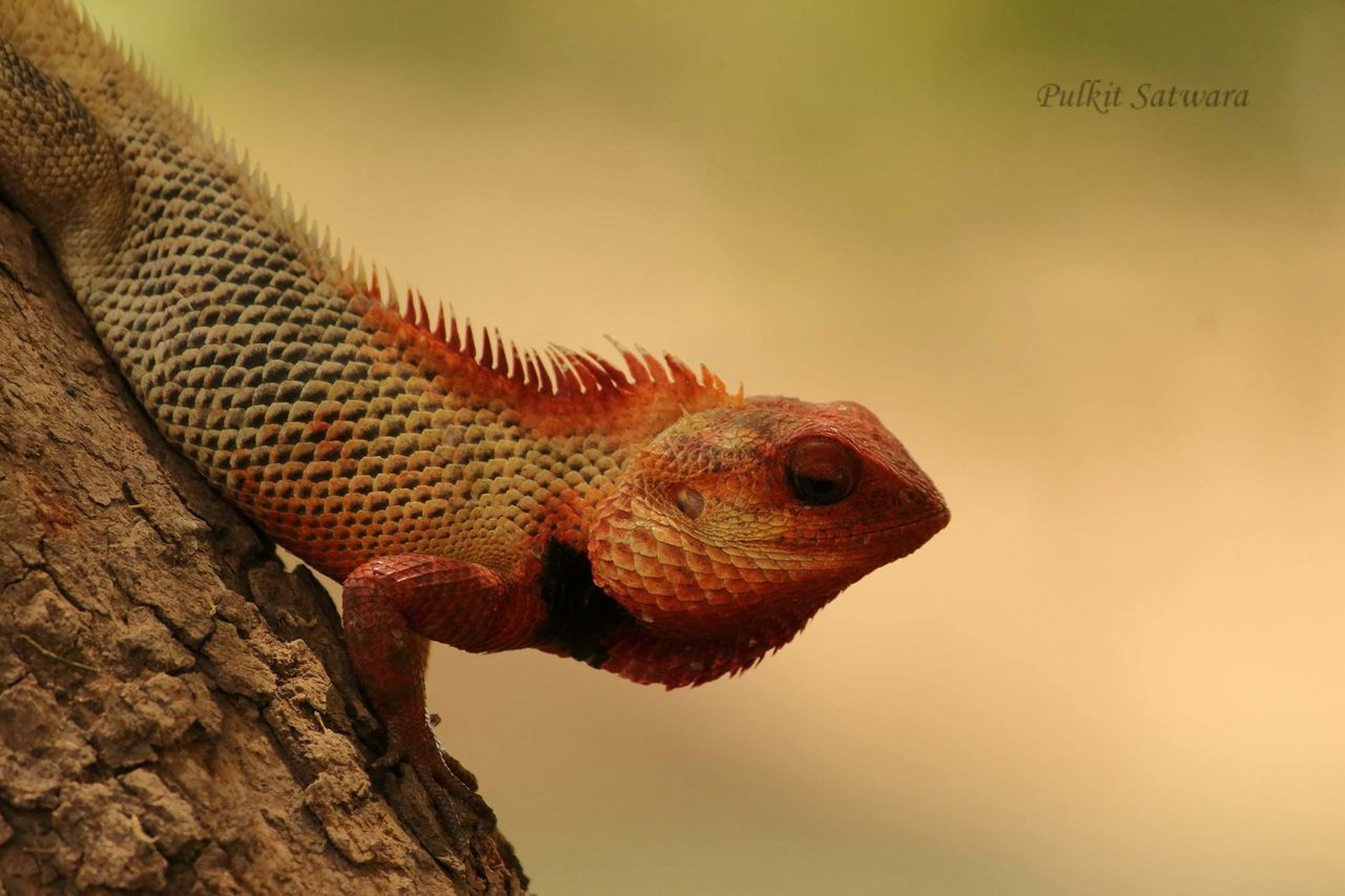 one animal, animal themes, animals in the wild, close-up, wildlife, focus on foreground, part of, animal head, reptile, cropped, lizard, nature, side view, outdoors, day, selective focus, animal body part, zoology, brown, no people