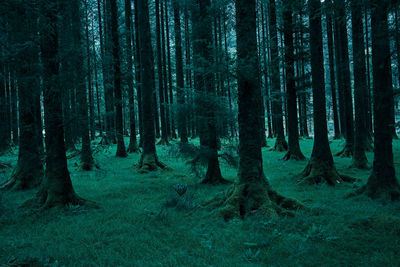 Pine trees in forest