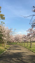 View of trees against sky