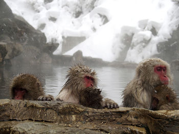 View of monkey on rock in snow