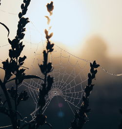 Wet spider web on plants