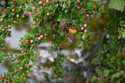 Close-up of hornet on plant