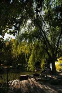 View of trees with sky in background