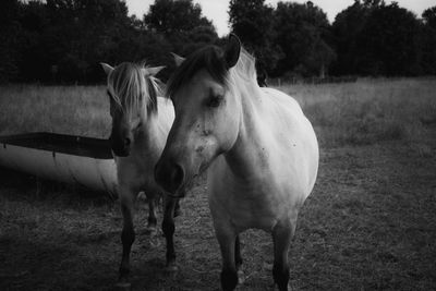 Horses in the field