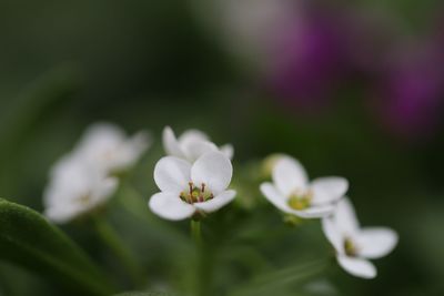 Close-up of white flowering plant