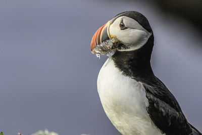 Side view of puffin carrying fish in beak