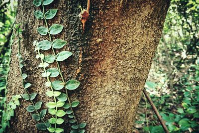 Close-up of ivy on tree trunk