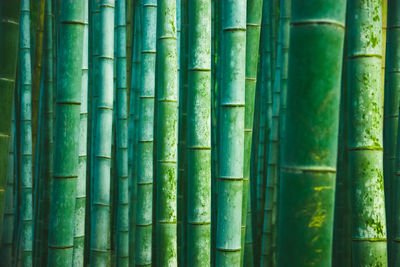 Full frame shot of bamboo plants