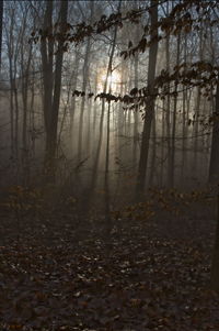 Trees growing in forest during foggy weather