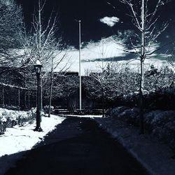 Snow covered trees at night