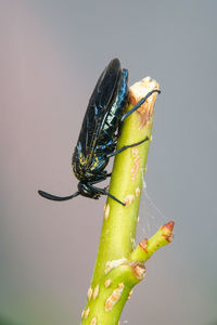 Close-up of insect on leaf