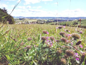 Close-up of flowers growing in field