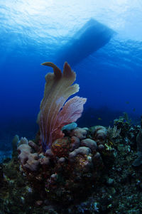 View of coral under boat