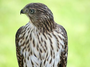 Close-up of owl perching outdoors