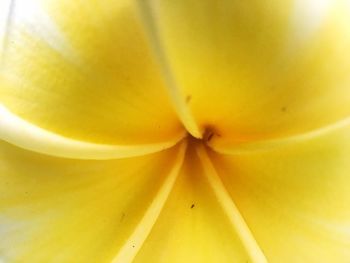 Macro shot of yellow flower