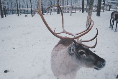 Close-up of reindeer looking away