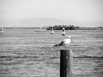 Birds perching on wooden post against sky